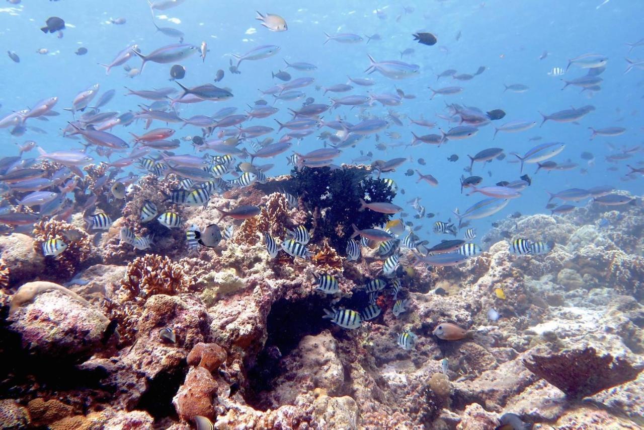Maleo Moyo Hotel & Dive Resort Moyo Island المظهر الخارجي الصورة