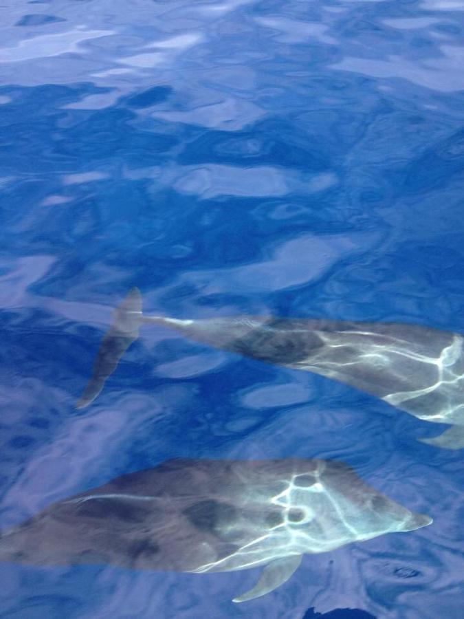 Maleo Moyo Hotel & Dive Resort Moyo Island المظهر الخارجي الصورة
